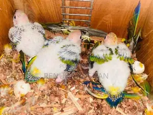 Sunconure handfeed size chicks