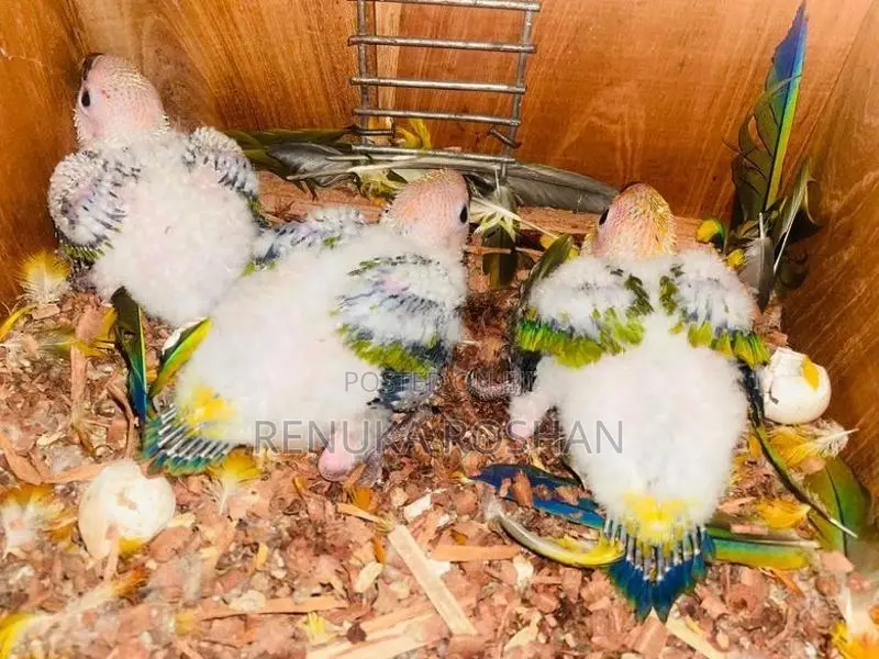 Sunconure handfeed size chicks