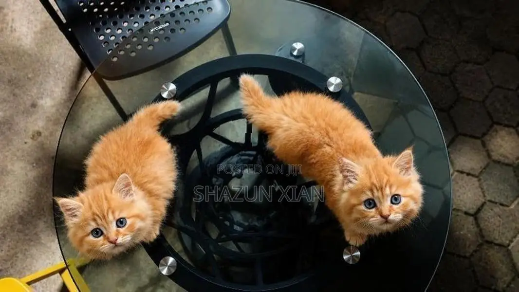 Persian Ginger fur balls