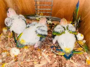 Sunconure handfeed size chicks