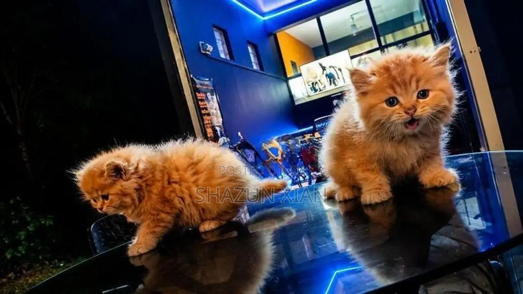 Persian Ginger fur balls