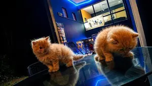 Persian Ginger fur balls