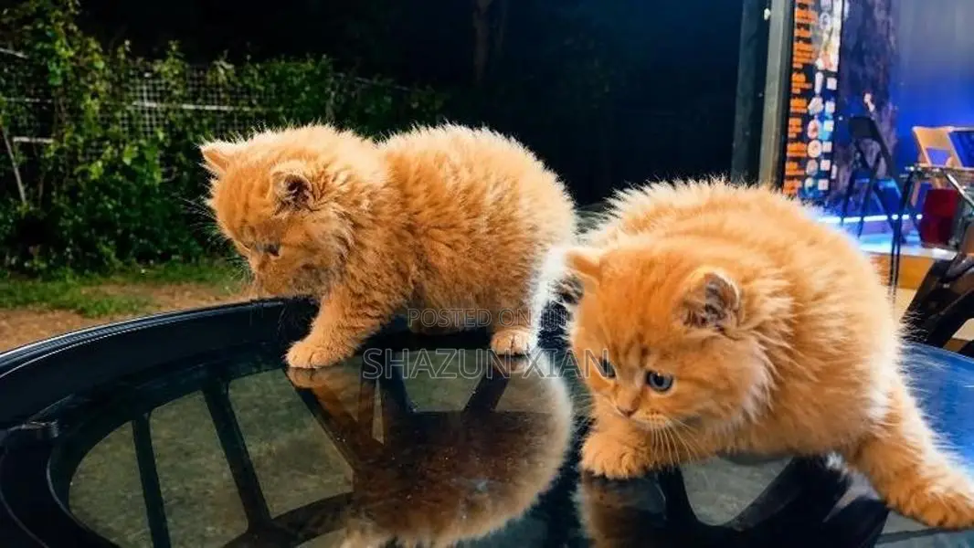 Persian Ginger fur balls