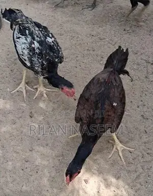 Farm Chicken