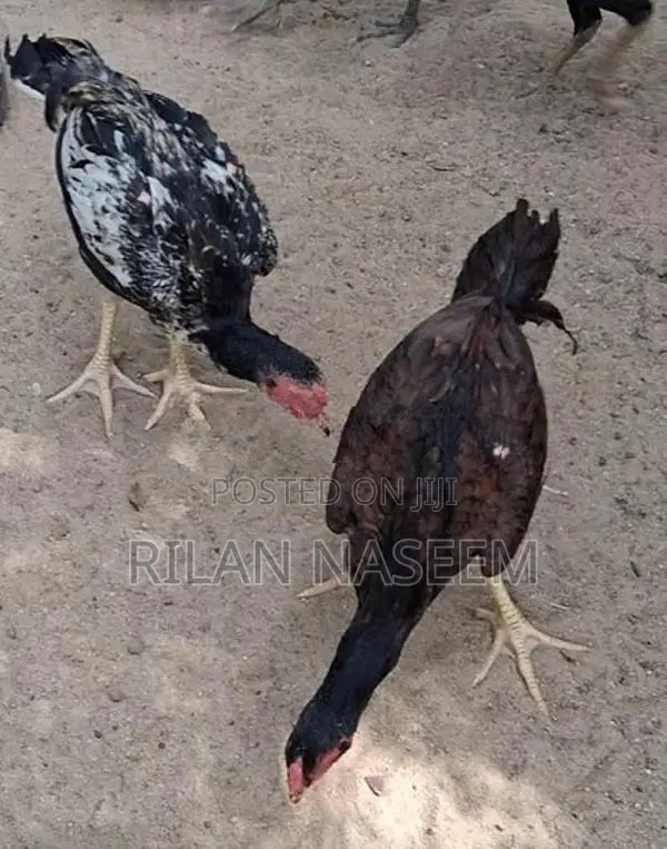 Farm Chicken