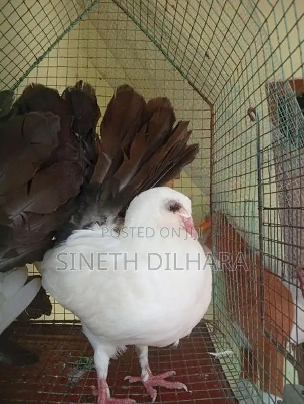 Fantail Pigeons