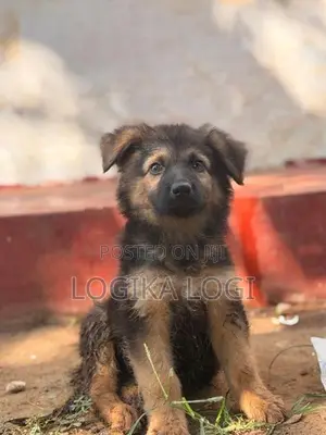 German Shepherd Puppies