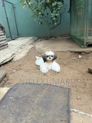 Shih Tzu Puppies