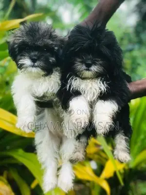 Shih Tzu Puppies