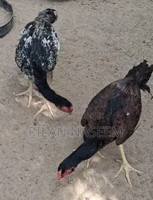 Farm Chicken