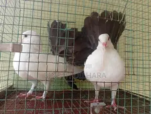 Fantail Pigeons