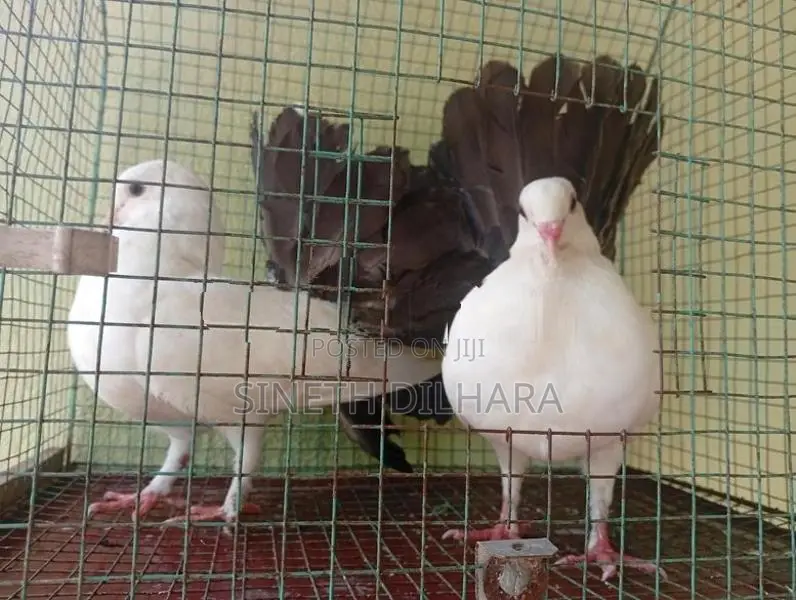 Fantail Pigeons