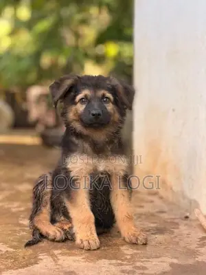 German Shepherd Puppies