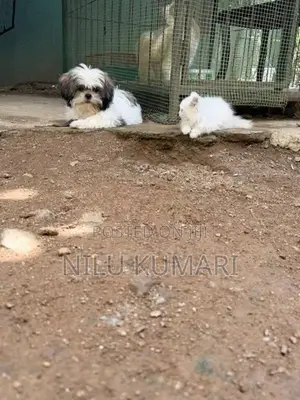 Shih Tzu Puppies