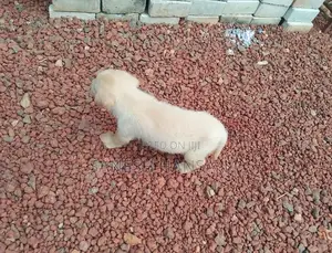 Labrador Dog