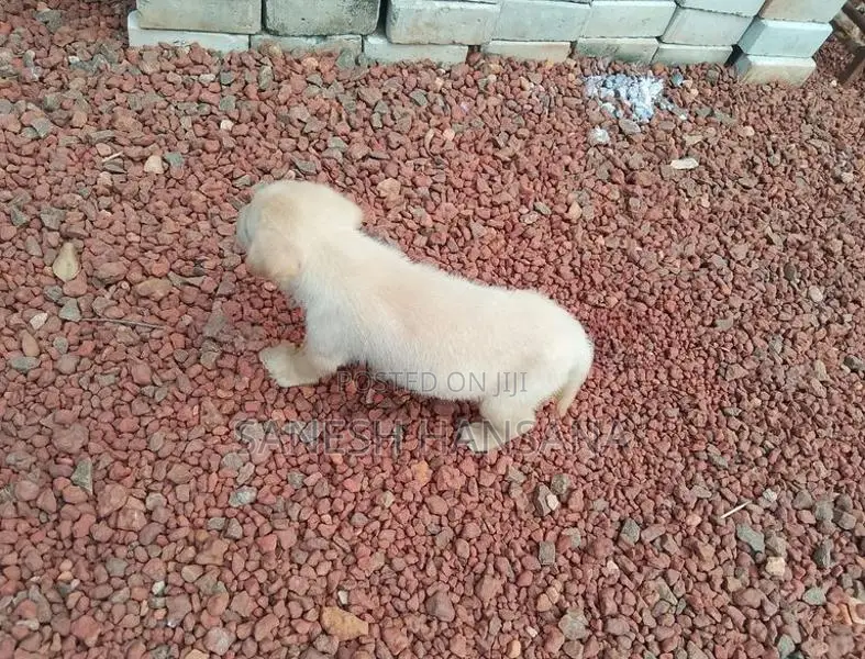 Labrador Dog