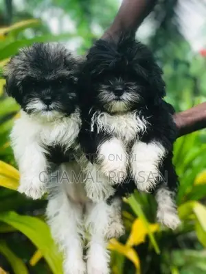 Shih Tzu Puppies