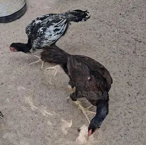 Farm Chicken