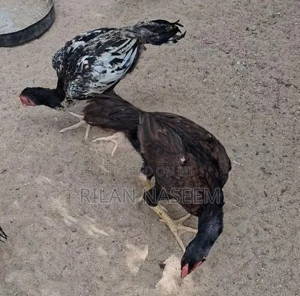 Farm Chicken