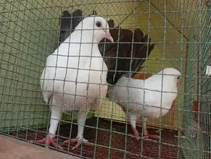 Fantail Pigeons