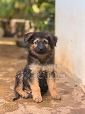 German Shepherd Puppies