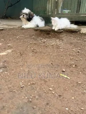 Shih Tzu Puppies