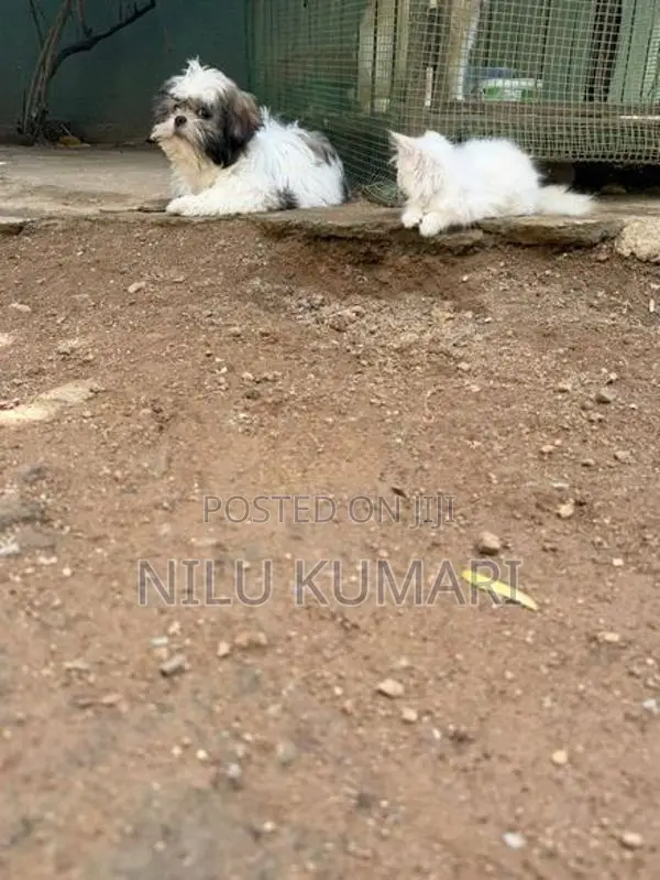 Shih Tzu Puppies