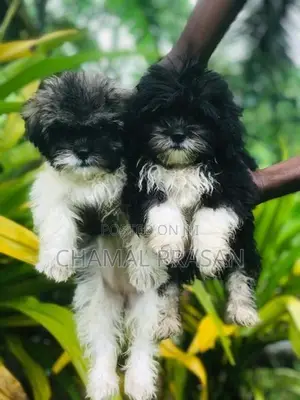Shih Tzu Puppies
