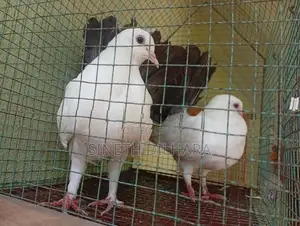 Fantail Pigeons