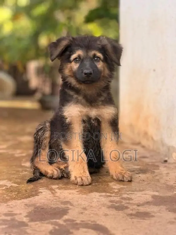 German Shepherd Puppies