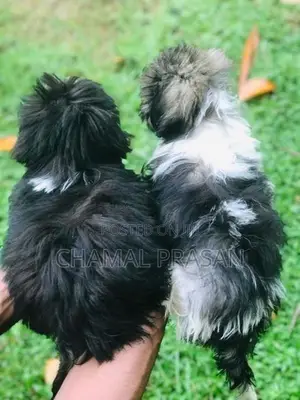 Shih Tzu Puppies