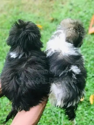 Shih Tzu Puppies