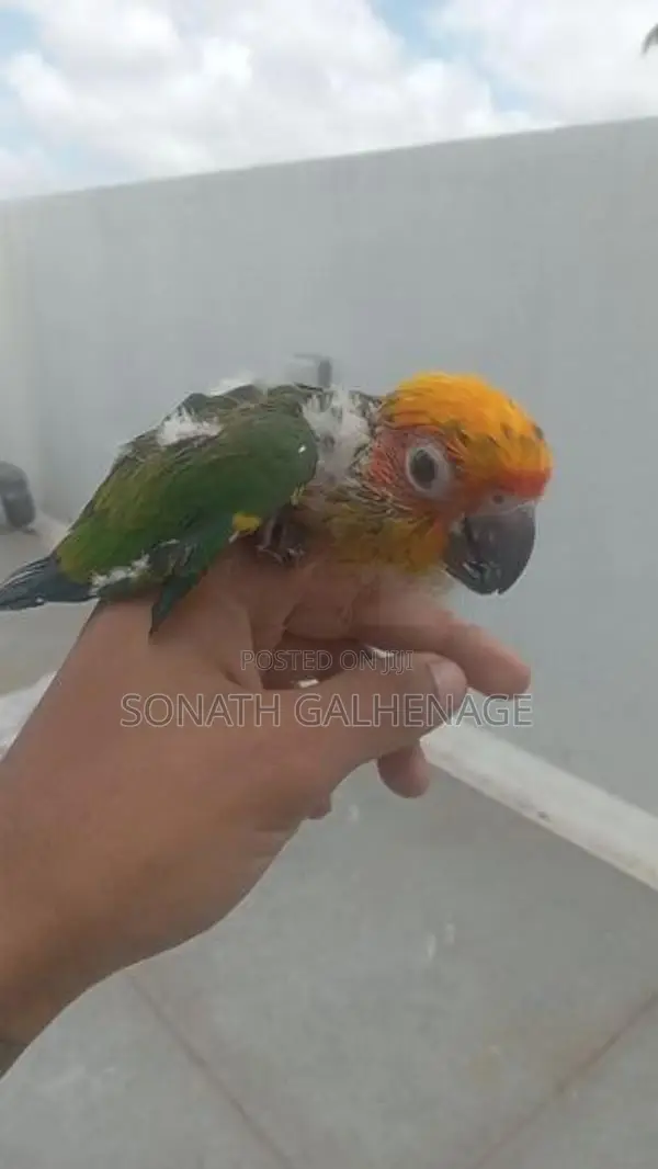 Hand Feeding Sun Conure Chicks