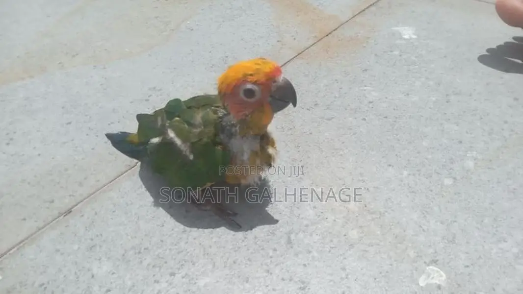 Hand Feeding Sun Conure Chicks