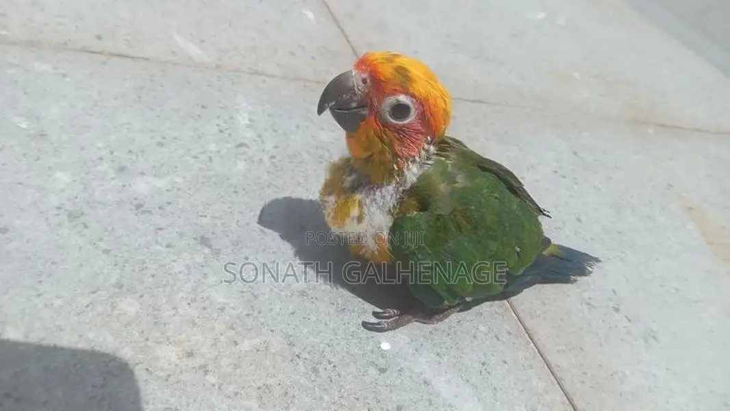Hand Feeding Sun Conure Chicks