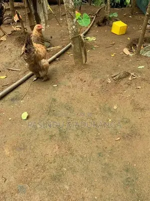බ්‍රමා කුකුලා