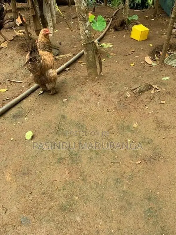 බ්‍රමා කුකුලා