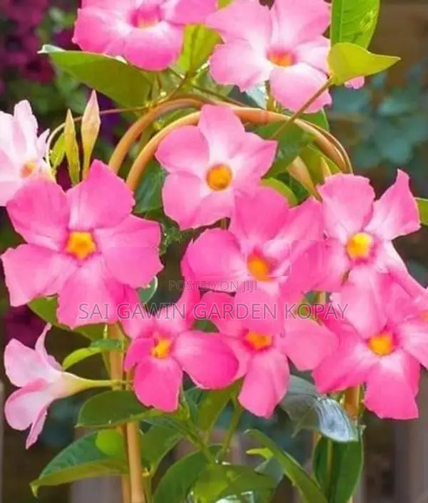 மாண்டேவில்லா