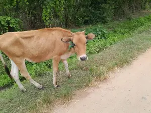 නෑම්බියන් දෙන්නෙක් විකිනීමට