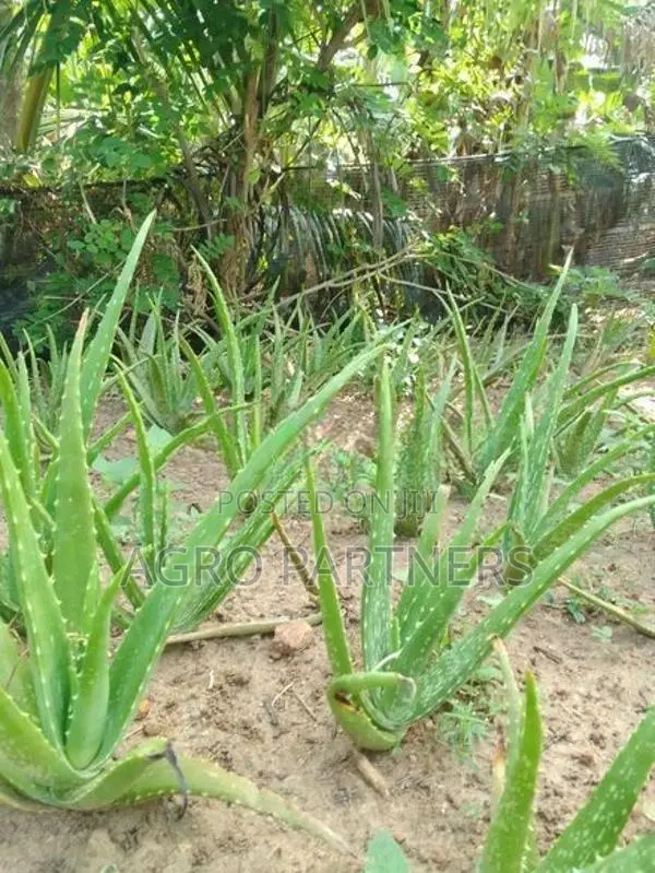 Aloe Vera Plants