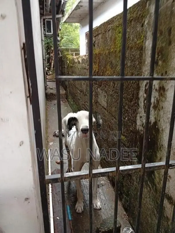 Great Dane Dog
