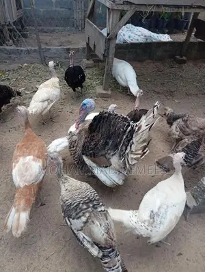 Farm Chicks
