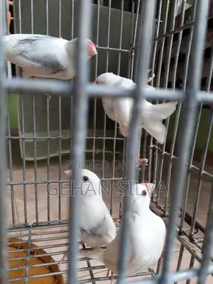 Java Birds