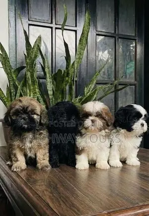 Shih Tzu Puppies