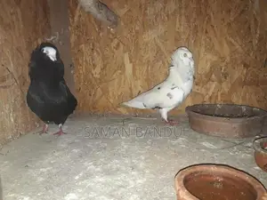 Pigeon