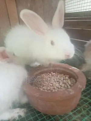 Angora Rabbit