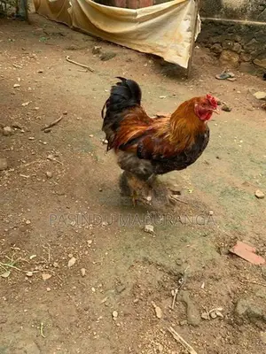 බ්‍රමා කුකුලා