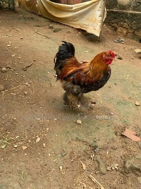 බ්‍රමා කුකුලා