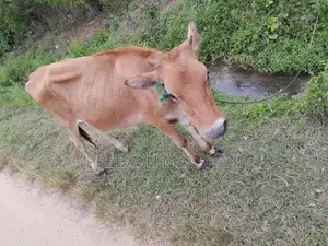 නෑම්බියන් දෙන්නෙක් විකිනීමට
