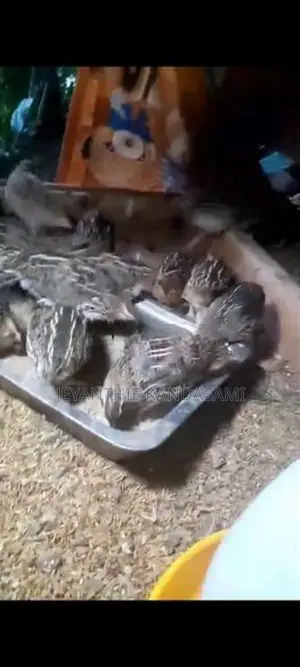 watu kukulo